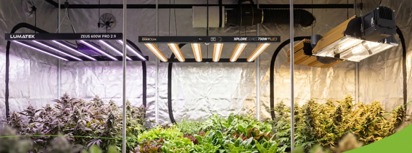 LED- en HPS-verlichting boven planten